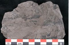Foto (Detailansicht) von Calamites tenuifolius Ettingshausen (NHMW-GEO-2024-0188-10995)
